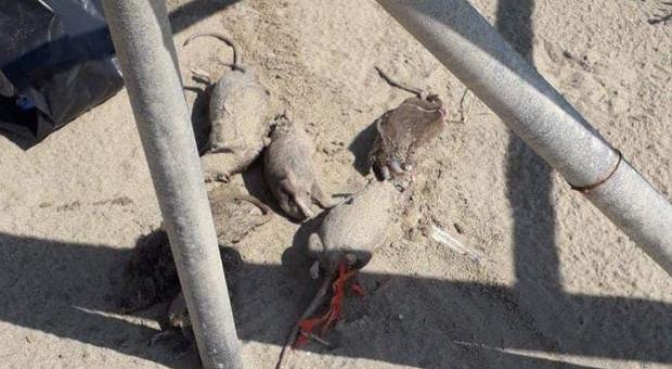 Topi morti sulla spiaggia, bagnanti in fuga da Licola: «Basta»