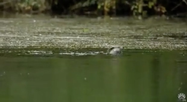 Oasi del Wwf a Persano, le lontre danno spettacolo mentre giocano nel Sele