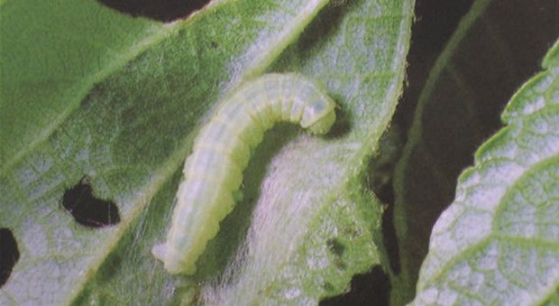 Larva d'insetto