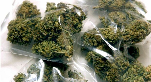 Padre coltiva piante di marijuana per il figlio: «Così evita di comprarla da persone poco raccomandabili
