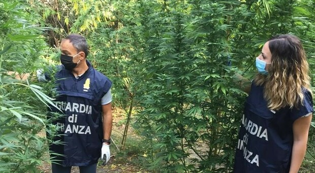 Corridonia, una "jungla" di marijuana con piante alte più di due metri: nei guai un pensionato col pollice verde