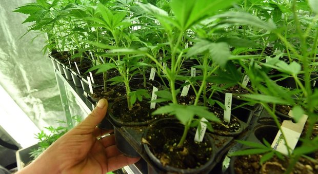 Terapie antidolore a base di cannabis a carico del servizio sanitario: gli emendamenti al dl fiscale