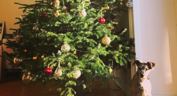 Pronti al Natale: alberi e addobbi in tutte le case dei calciatori azzurri