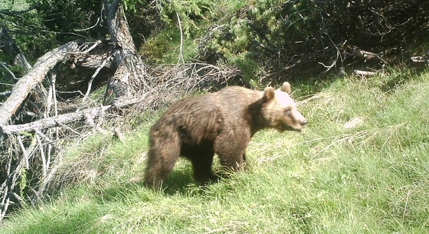 Un nuovo "turista" si aggira per i boschi del Cadore: l'orso Mirco