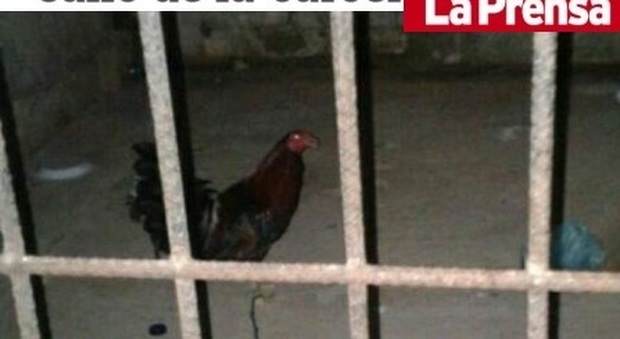 Il gallo arrestato dalla polizia (LaPrensa.hn)