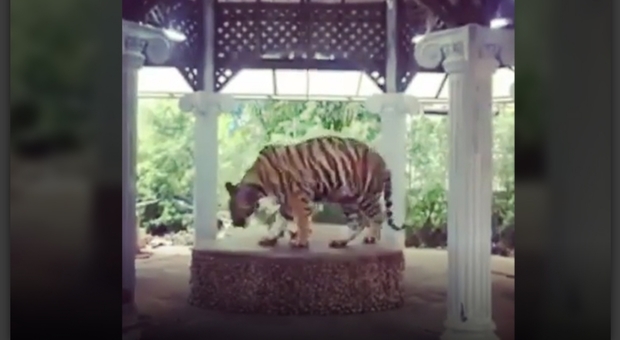 La tigre incatenata allo zoo di Phuket in Thailandia (immagini pubblicate da Love Pattaya Thailand News)