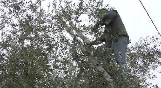 Cade da albero mentre raccoglie olive, ferito un 64enne nel Napoletano