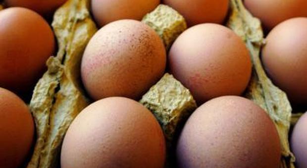 Epidemia di Salmonella in Europa, 112 casi: «L'origine è nelle uova»