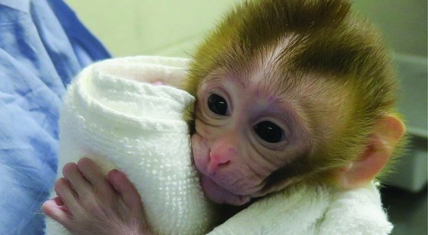 Cancro, dai testicoli di scimmia una speranza per la fertilità dei bambini sopravvissuti al tumore