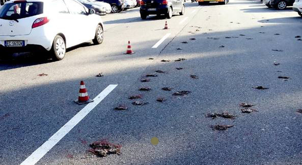 Giallo a Milano, moria di storni: centinaia di carcasse sulla strada