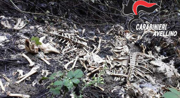 Decine di carcasse di ovini abbandonate sui Picentini: rischio ambientale
