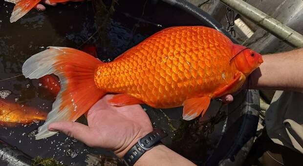 Uno dei pesci rossi cresciuti a dismisura (immag diffusa su Fb da City of Burnsville, Minnesota Municipal Government)