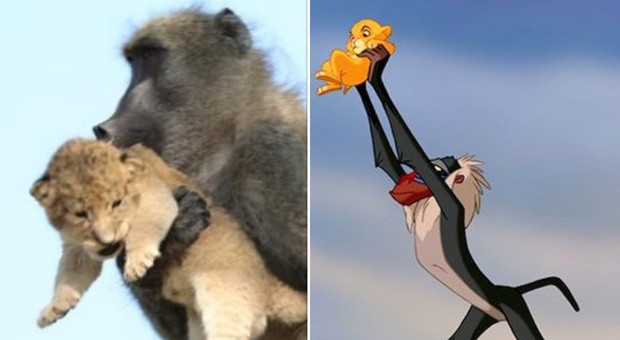 Il cucciolo in braccio al babuino: sembra la celebre scena de Il Re Leone, ma la realtà è più tragica