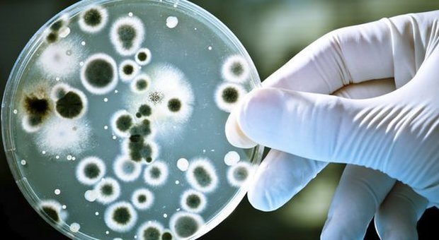Batteri resistenti agli antibiotici, è allarme in Campania e al Sud