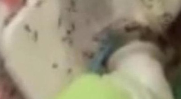 Napoli, formiche in Rianimazione: riecco lo scandalo al San Giovanni Bosco