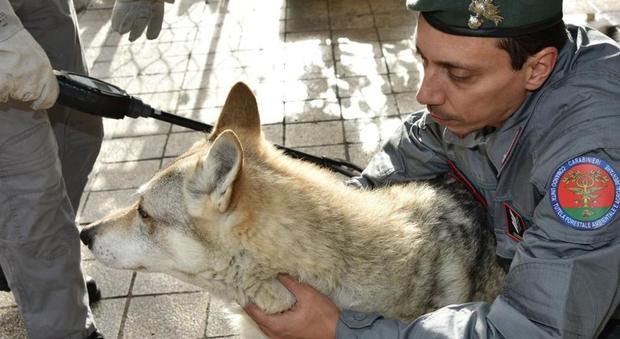 Cuccioli di lupo e cane a 5mila euro: mercato illegale dell'ibrido Allevamenti anche in Campania