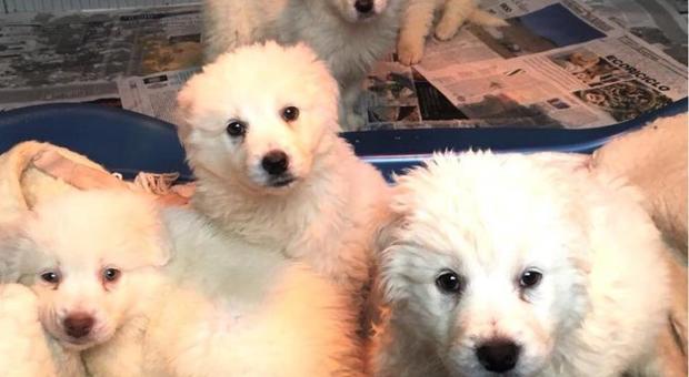 Pescara, la Polizia trova sette cuccioli di cane abbandonati sull'asse attrezzato