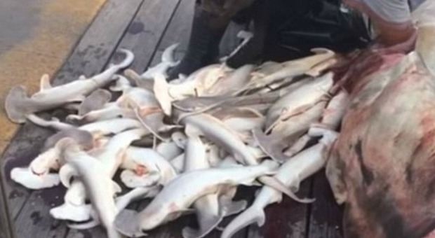 Lo squalo incinta muore: il pescatore tira fuori 34 cuccioli dalla pancia