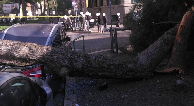 Roma, pino crolla vicino al liceo Giulio Cesare: due auto schiacciate, chiuso corso Trieste