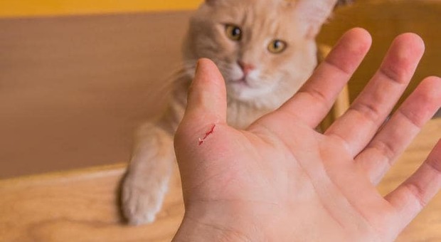 Il gatto domestico le graffia la mano, 65enne rischia di morire per una grave infezione