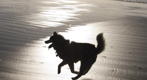 Gaza, cani vietati in spiaggia e sul lungomare: sono ammessi al guinzaglio solo in strade secondarie