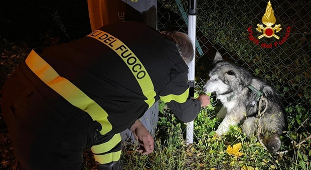 Il cucciolo di husky salvato dai vigili del fuoco