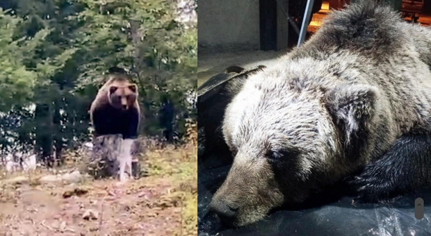 Trentino, abbattuto l'orso M90 dopo l'ordinanza firmata da Fugatti. «Era un animale pericoloso»