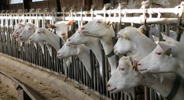 Agerola, stalla di capre abusiva con scarichi inquinanti: denunciati madre e figlio