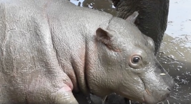 Emozione al parco Valcorba: è nato un cucciolo di ippopotamo Video