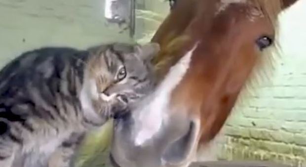 Se l'amore tra animali non conosce limiti il video conquista tutti