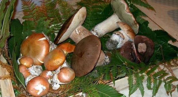 Choc in Campania: mangia funghi del suo giardino e muore