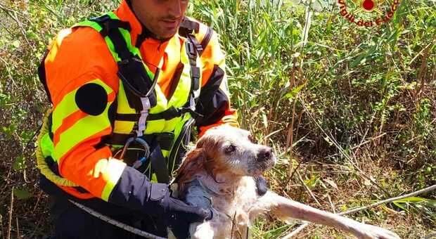 Cane da caccia rischia di morire in un canale: salvato a Ferragosto