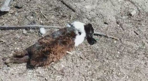 Choc a Porto Cesareo, sterminati gli esemplari sull'Isola dei conigli