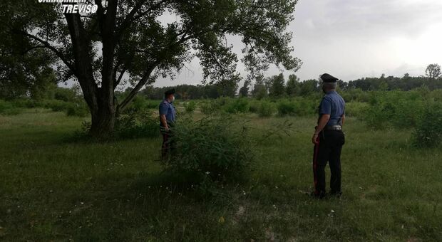 Ragazzo di 21 anni esce di casa a piedi e scompare: ricerche in corso sul greto del Piave