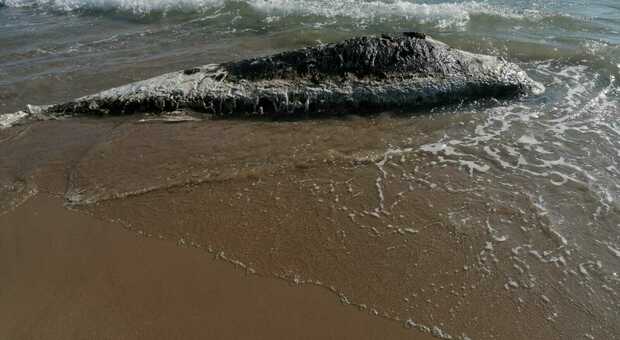 Fondi, carcassa di una balenottera trovata sulla spiaggia