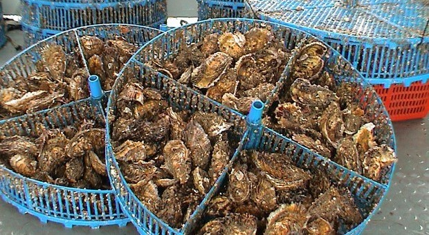 Riscossa delle ostriche italiane: in un mese richieste +20%