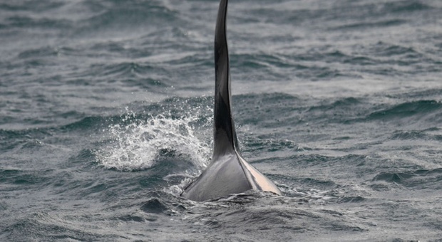 Francia, orca bloccata nella Senna rischia di morire: stimoli sonori dai droni per guidarla verso il mare