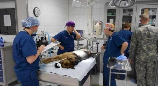 Due medaglie per Athos, il cane-soldato ferito da un'esplosione in Afghanistan