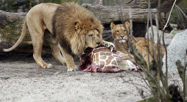 Danimarca, uccisa la giraffa Marius nello zoo. La carcassa data in pasto ai leoni