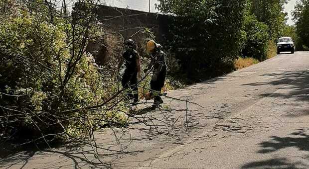 Civita Castellana, tre alberi caduti per il maltempo: in azione la Protezione Civile