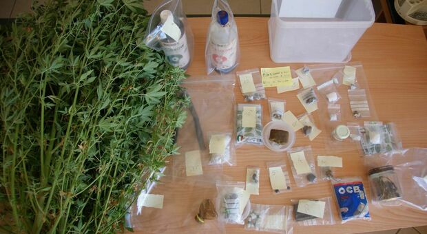 Piante di marijuana nel capanno e bazar di droga in casa: arrestato un "habituè" dei rave