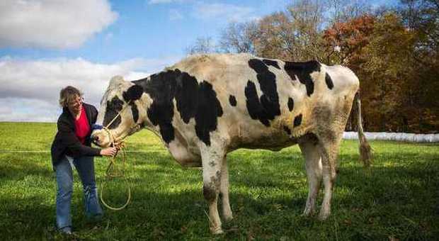 Alessia è la mucca più grande del mondo. A 13 anni è alta 190 centimetri