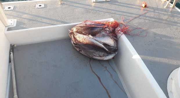 Tonnetti rossi pescati e abbandonati in mare recuperati in Costiera dalla Capitaneria