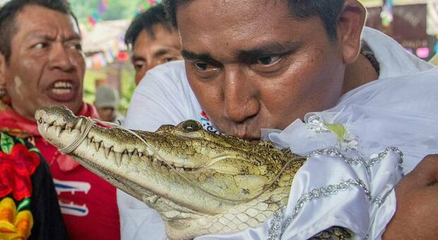 Il sindaco sposa un coccodrillo: «Non c'è matrimonio senza amore». L'incredibile storia in Messico