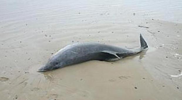 Una carcassa di delfino recuperata sulla spiaggia di San Benedetto
