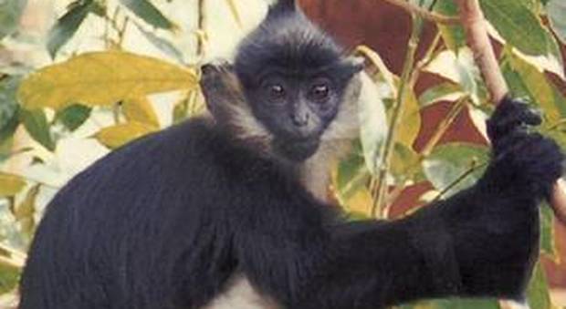 Vaiolo delle scimmie, nuovo caso in Gran Bretagna: virus contratto Nigeria