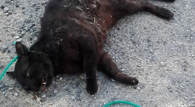 Gatto ucciso nel Cilento con un laccio legato al collo