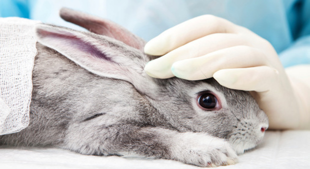 Unione Europea, Corte dice no a cosmetici testati su animali