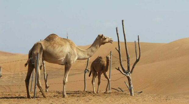 Febbre del cammello, allarme per chi torna dal Qatar. «Più mortale del Covid»