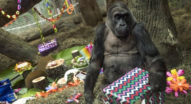 Colo compie 60 anni: è la più longeva gorilla del mondo